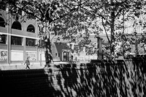 Tree Light and Shadows Ilford Delta 400