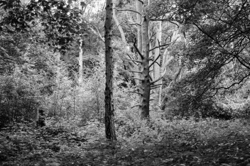 Nature in Alton TowersIlford HP5 Plus